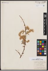 Salix bebbiana Sarg.